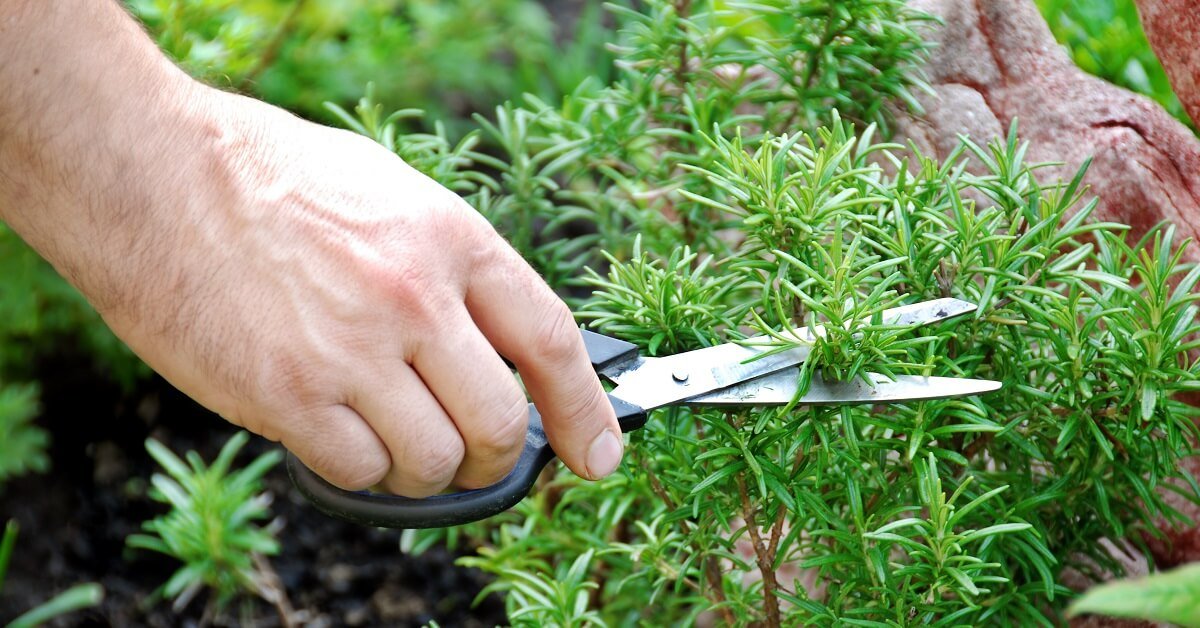 свойства розмарина