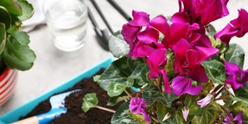 Тенелюбивые комнатные растения