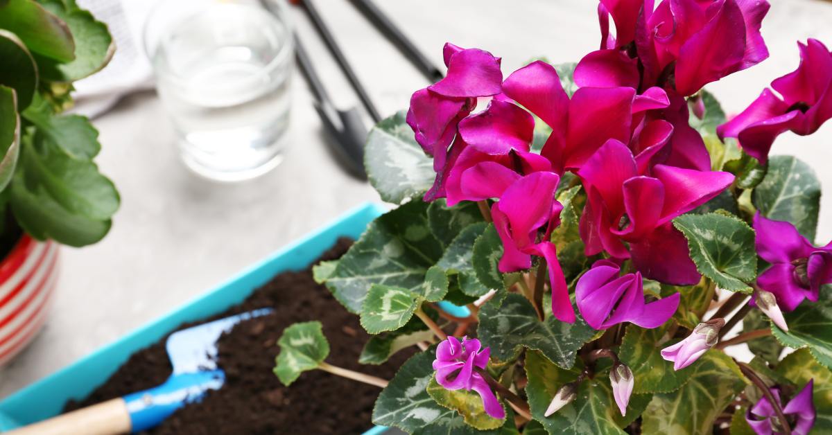 Тенелюбивые комнатные растения