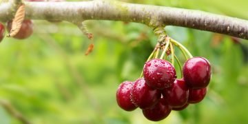 теплолюбивые деревья