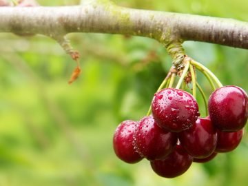 теплолюбивые деревья