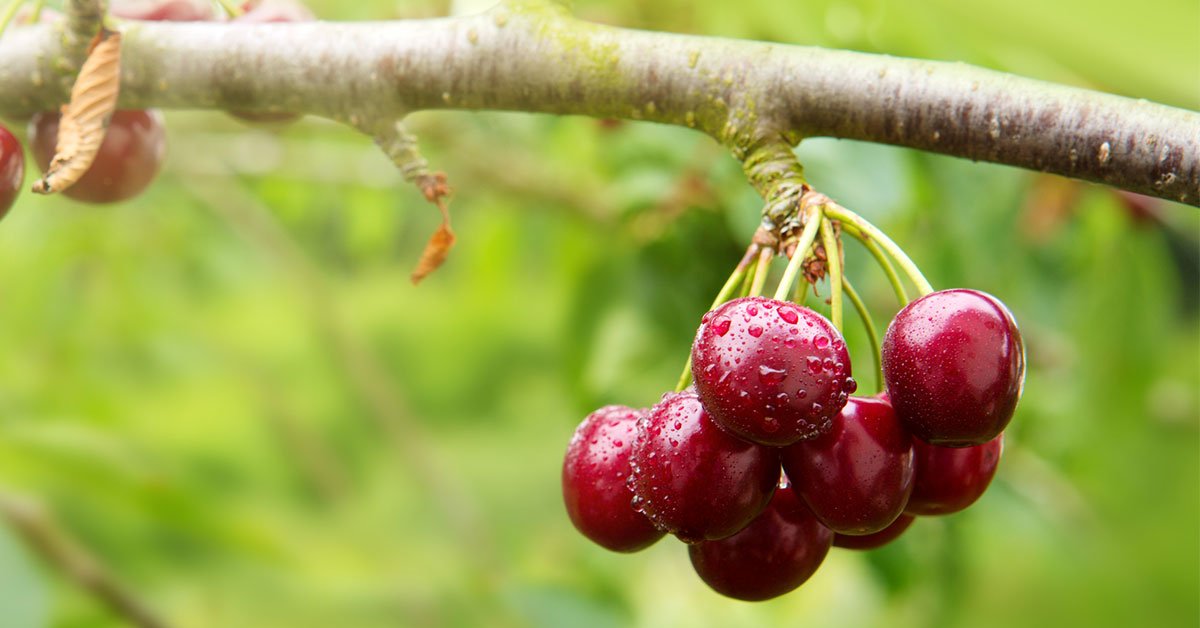 теплолюбивые деревья