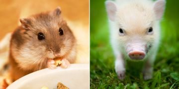 Тотемное животное по знаку зодиака