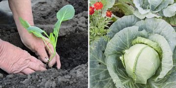 Удобрение для капусты