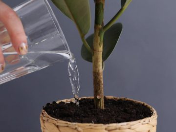 Удобрение для комнатных растений