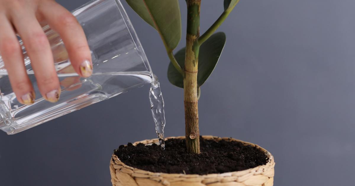 Удобрение для комнатных растений