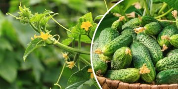 удобрение для огурцов