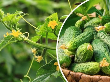 удобрение для огурцов