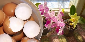 удобрение для орхидеи