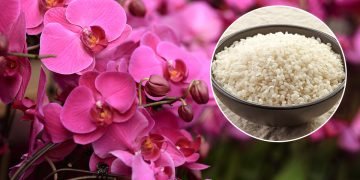 Удобрение для орхидей