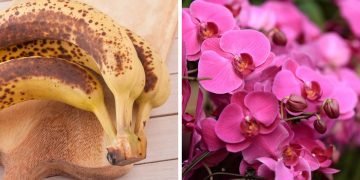 Удобрение из банановой кожуры