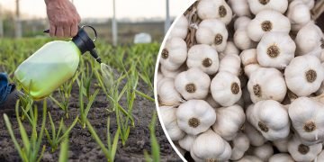 удобрения для чеснока