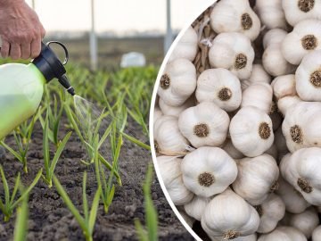 удобрения для чеснока