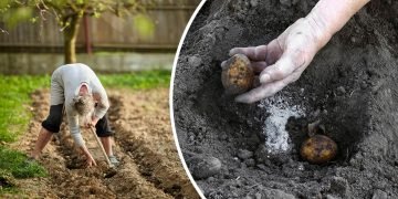 удобрения для картофеля