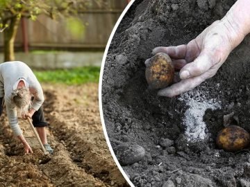 удобрения для картофеля