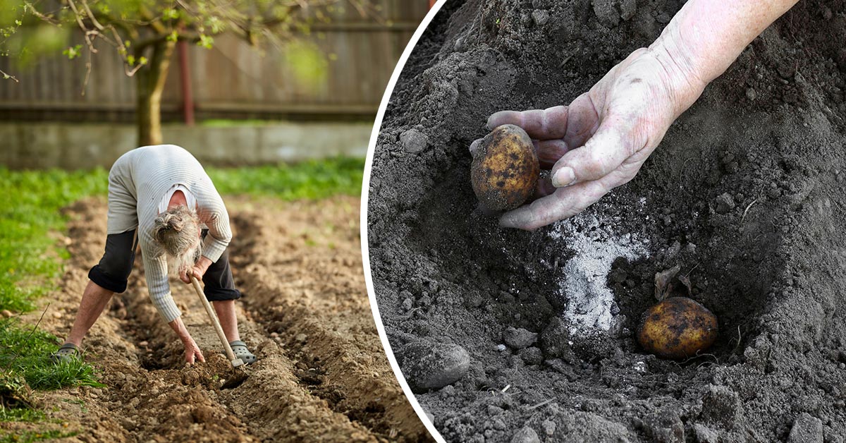 удобрения для картофеля