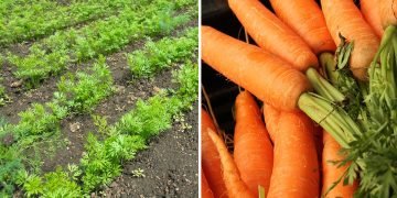 удобрения для моркови