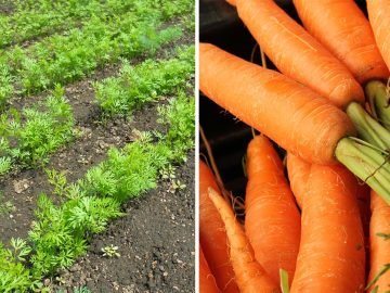 удобрения для моркови