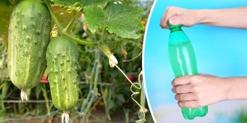 удобрения для огурцов