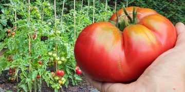 удобрения для помидоров