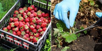 Уход за клубникой после сбора урожая