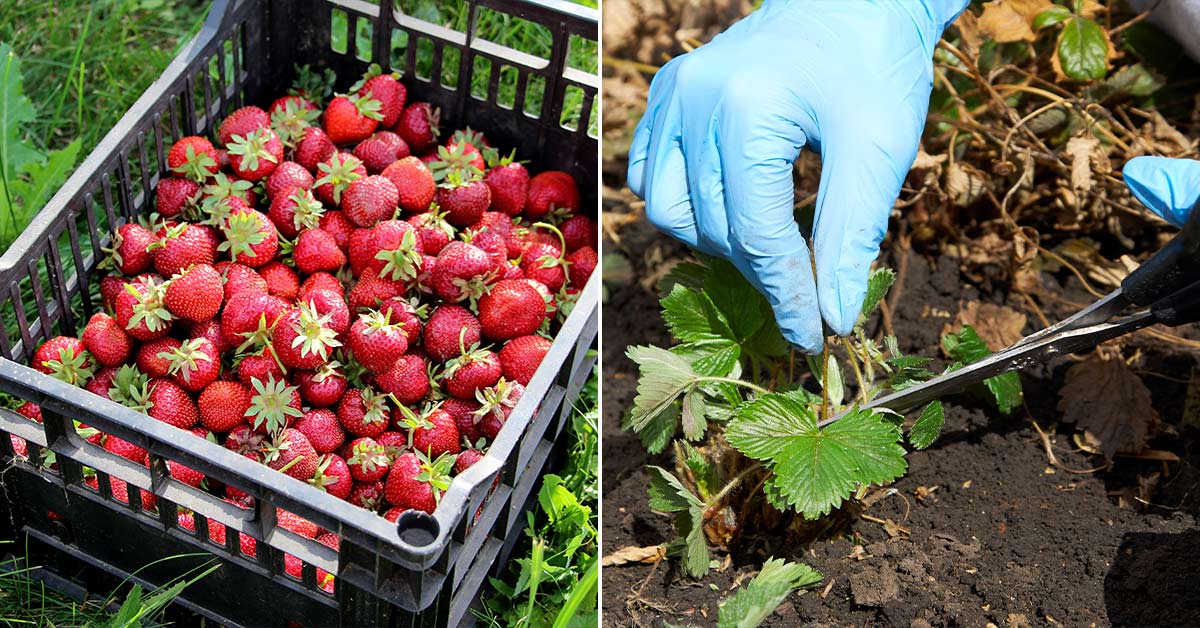 Уход за клубникой после сбора урожая