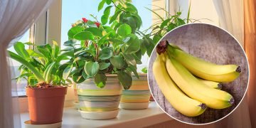 Уход за комнатными растениями