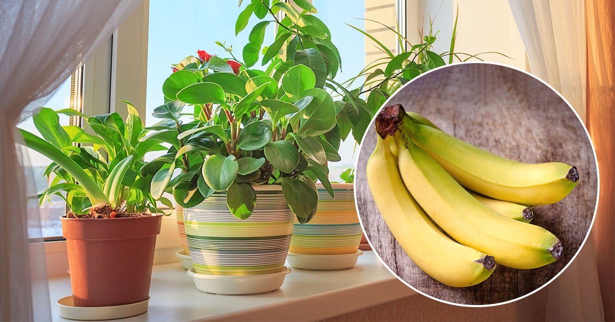 Уход за комнатными растениями