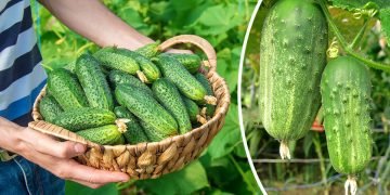 уход за огурцами