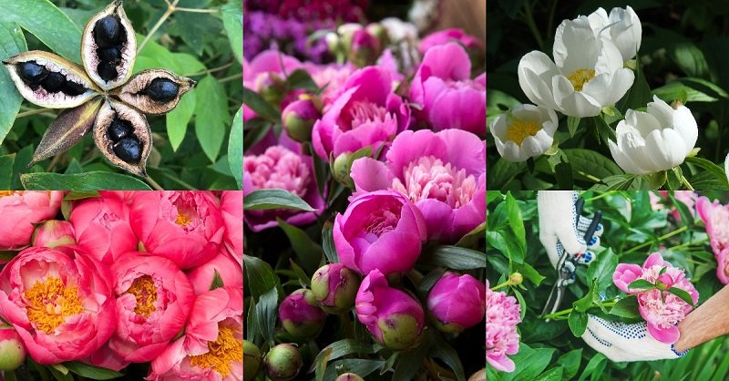 уход за древовидными пионами осенью