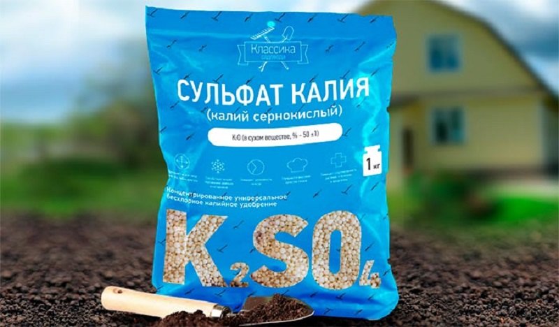 уход за древовидным пионом осенью