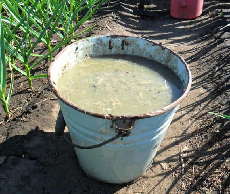 уход за пионами осенью