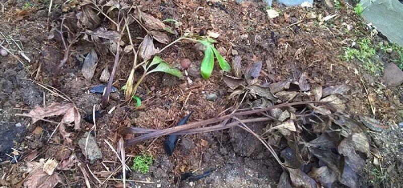 уход за пионами осенью