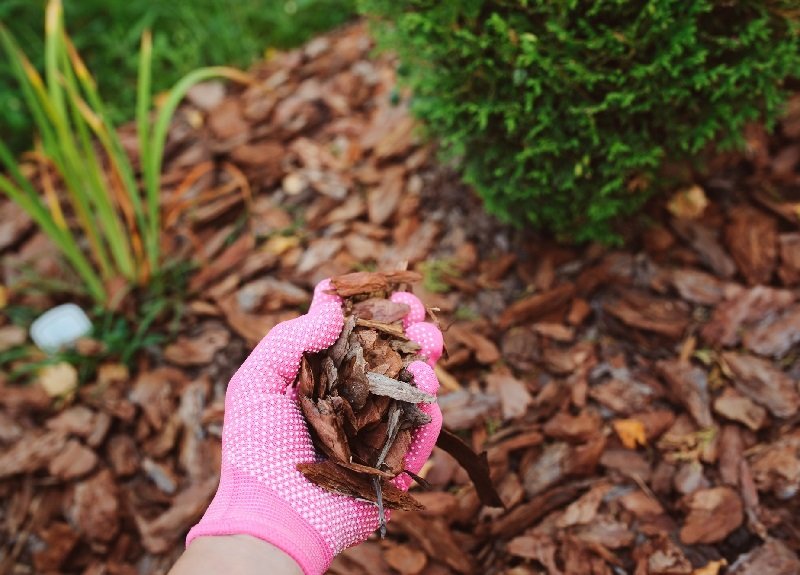 правильный уход за пионами осенью