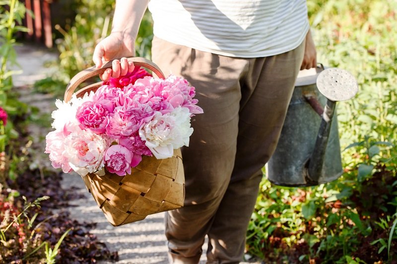 правильный уход за пионами осенью