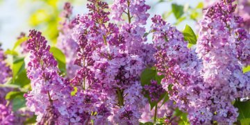 Уход за сиренью