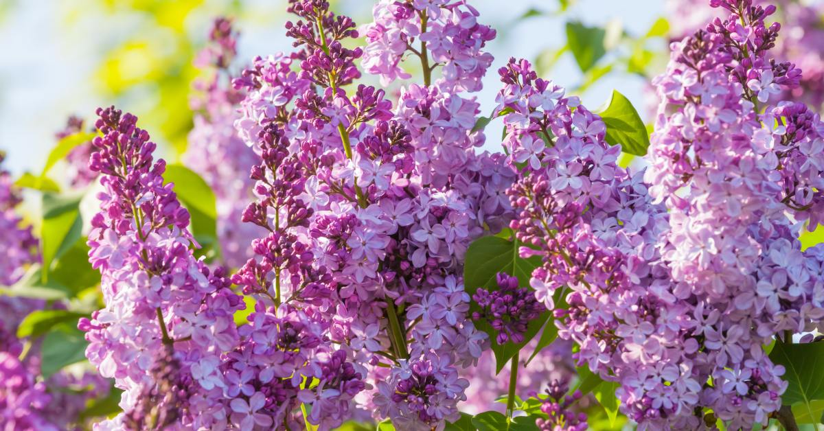 Уход за сиренью