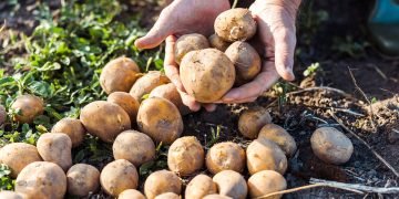 урожай картофеля