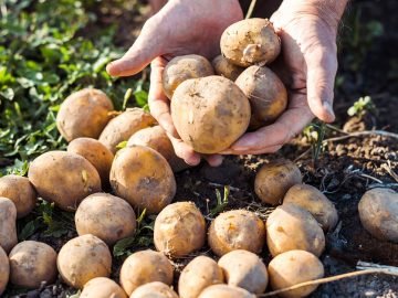 урожай картофеля
