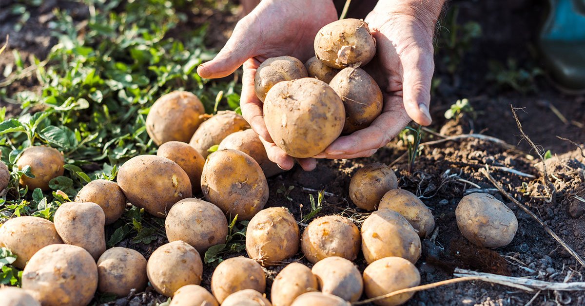 урожай картофеля