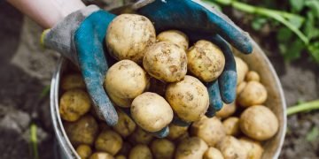 урожай картошки