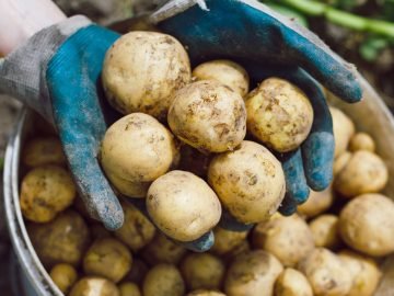 урожай картошки