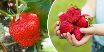 урожай клубники