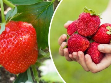 урожай клубники