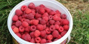 Урожай малины