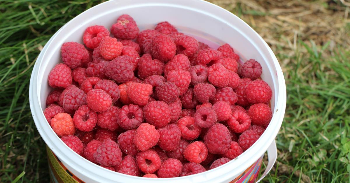 Урожай малины