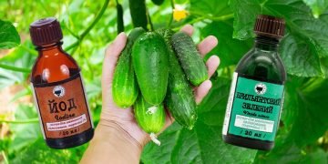 урожай огурцов