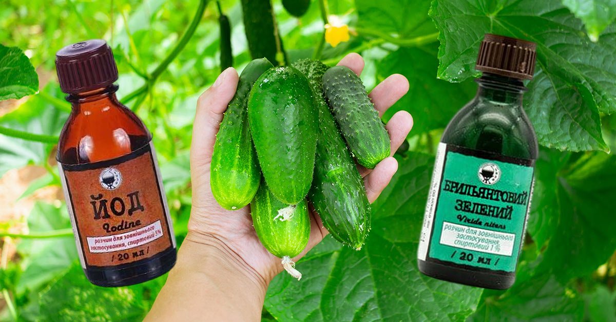 урожай огурцов