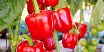 урожай перцев