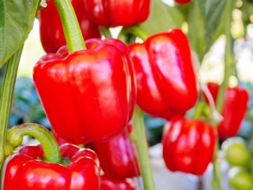 урожай перцев